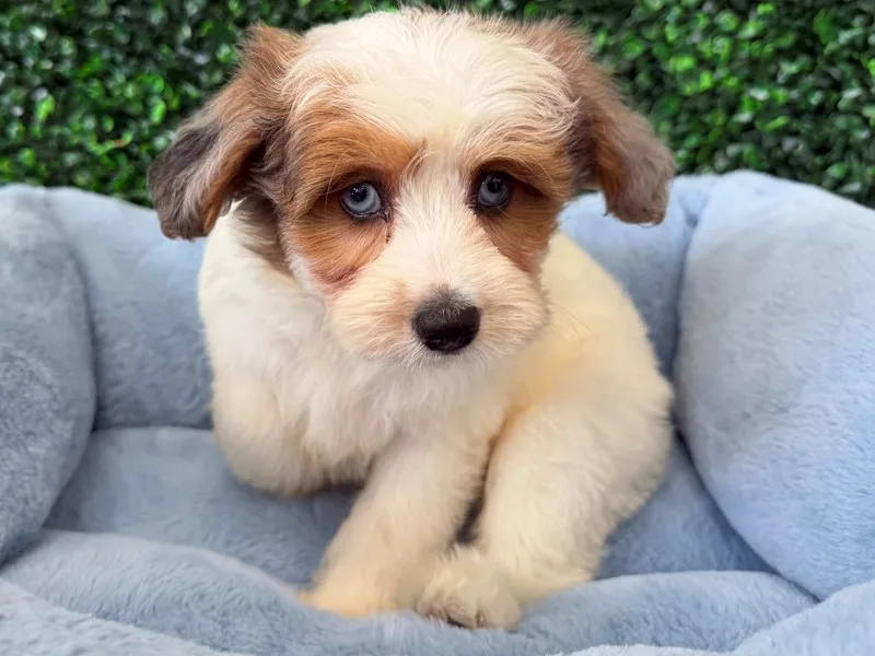 Mini Aussiepoo Puppy, Male, White and Merle, #2240 – photo 2