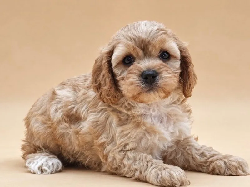 Cavapoo Puppy, Female, #2264