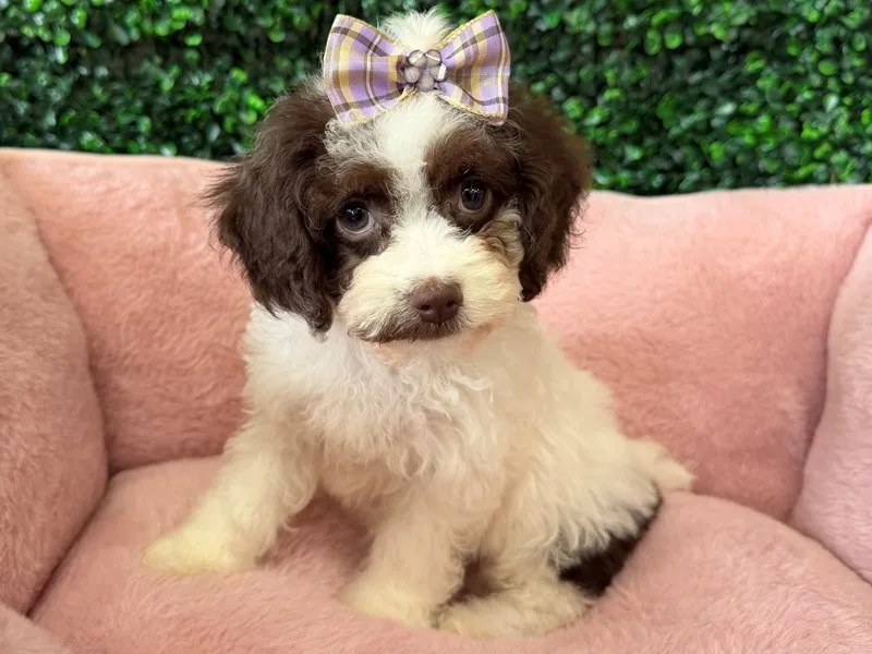 Cockapoo Puppy, Female, Chocolate and White, #2245 – photo 3