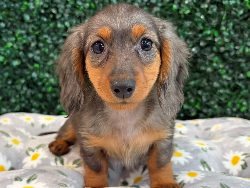 Mini Dachshund Puppy, Female, Longhair- Blue and Tan, #928