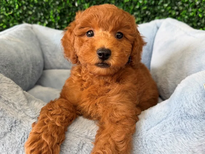 Mini Goldendoodle Puppy, Male, Red, #2292