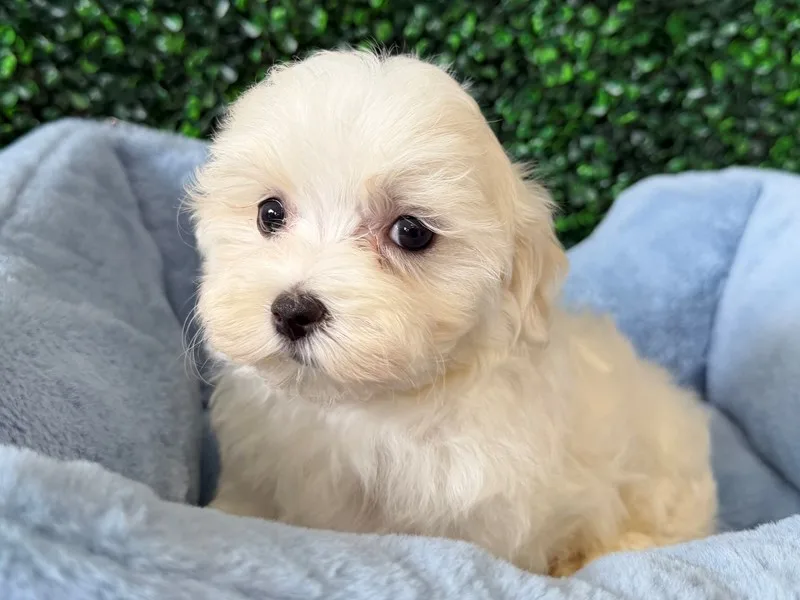 Maltese Puppy, Male, White, #2217 – photo 2