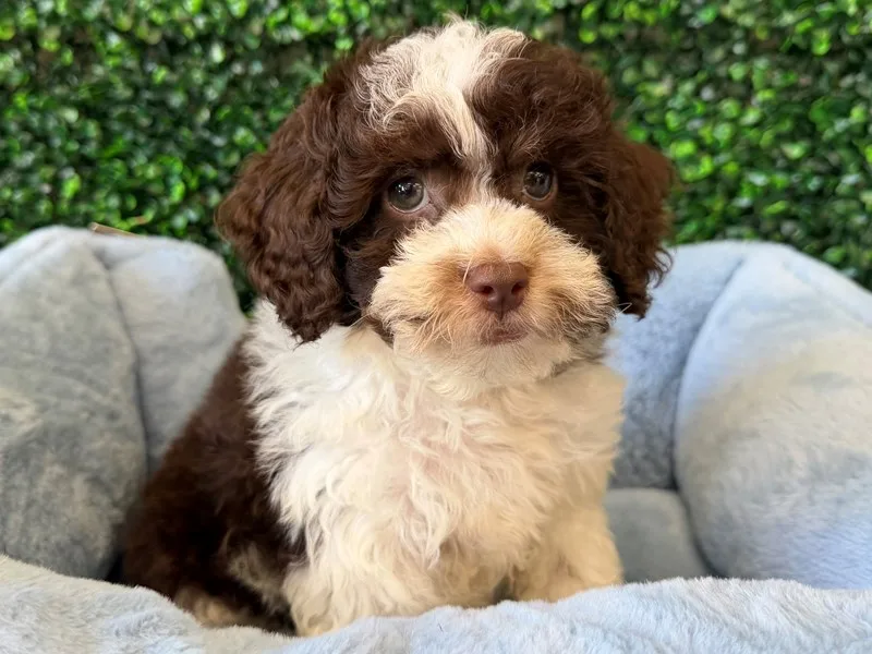 Cockapoo Puppy, Male, Choc Parti, #2275 – photo 2