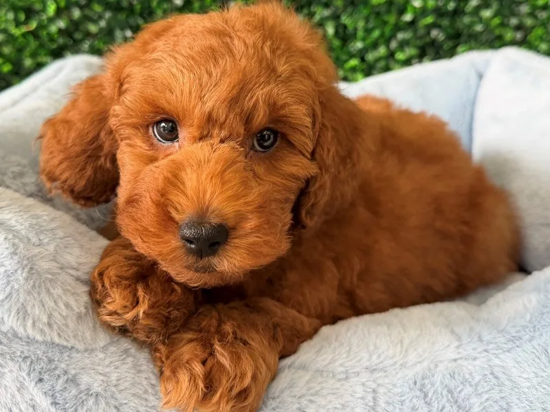 Mini Goldendoodle Puppy, Male, Red, #2290 – photo 3