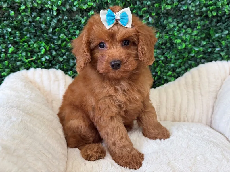 Cavapoo Puppy, Female, Red, #953 – photo 2