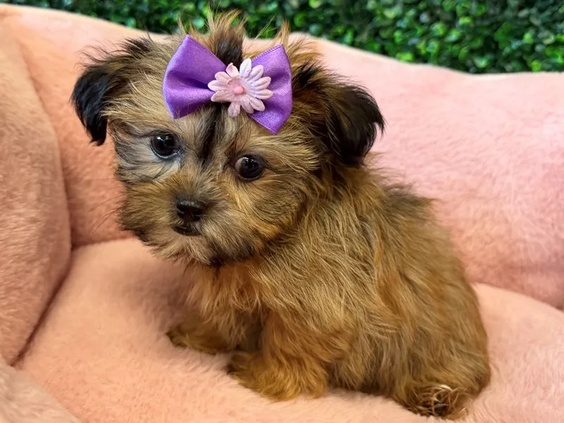 Shorkie Puppy, Female, #990