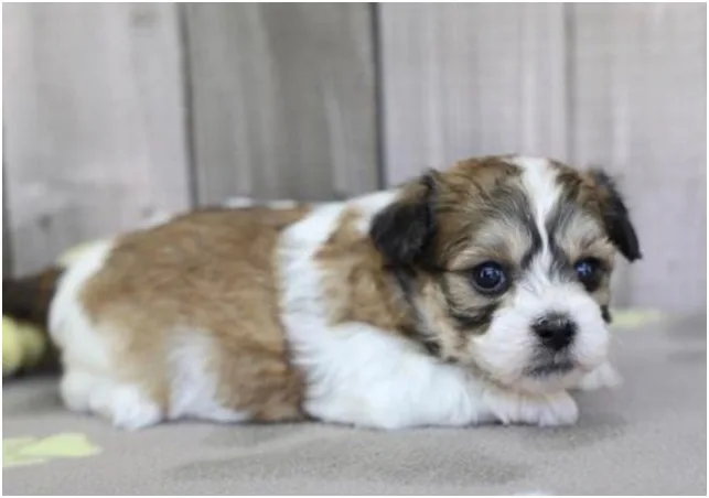 Teddy Bear Puppy, Female, Sable and White, #937