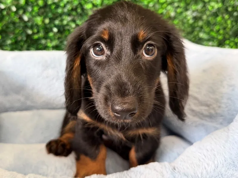 Mini Dachshund Puppy, Male, Black and Tan, #957 – photo 2