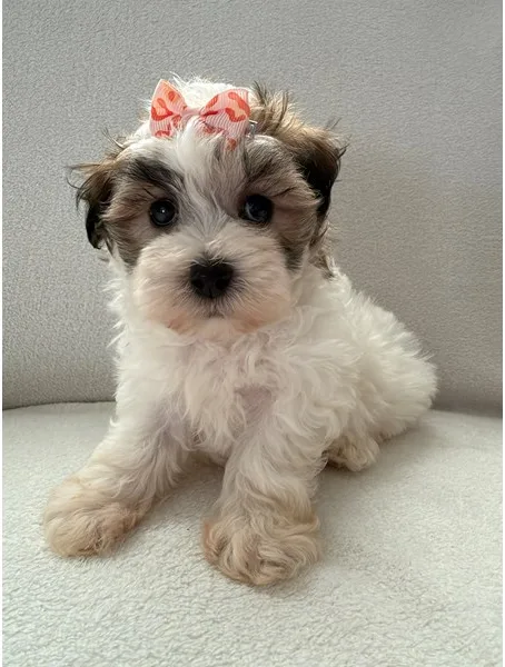 Maltipoo Puppy, Female, #2268