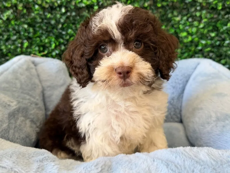 Cockapoo Puppy, Male, Choc Parti, #2275