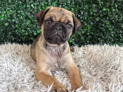 Pug puppy available at Wags About You