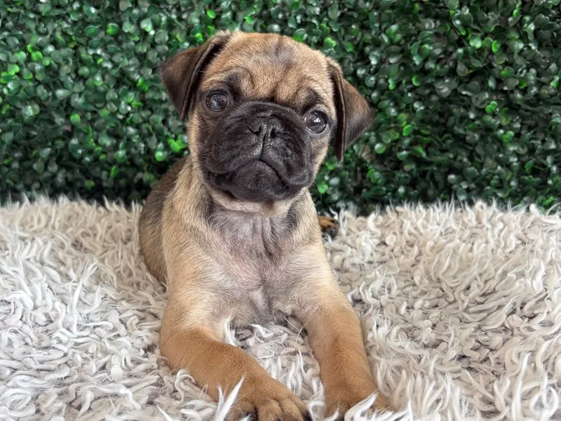 Pug Puppy, Female, Fawn, #967