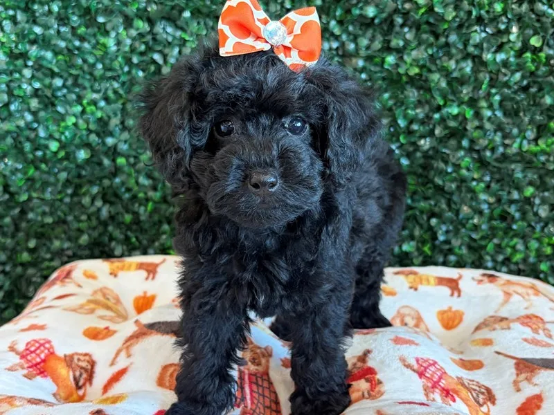 Toy Poodle Puppy, Female, Black, #978