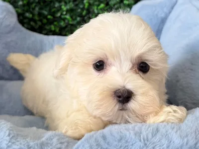 Maltese puppy available at Wags About You