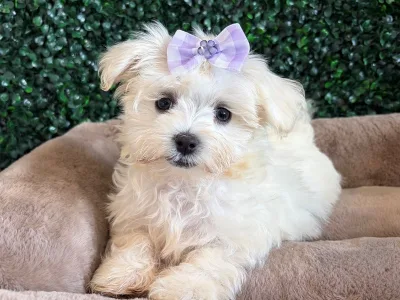 Maltese puppy available at Wags About You