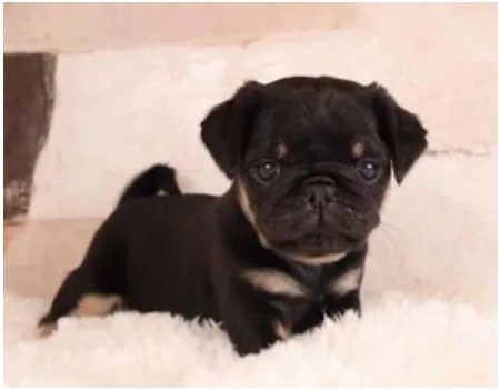 Pug Puppy, Male, Black and Tan, #933