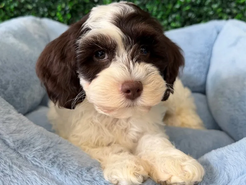 Cockapoo Puppy, Male, #2242