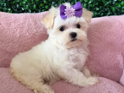 Maltese puppy available at Wags About You