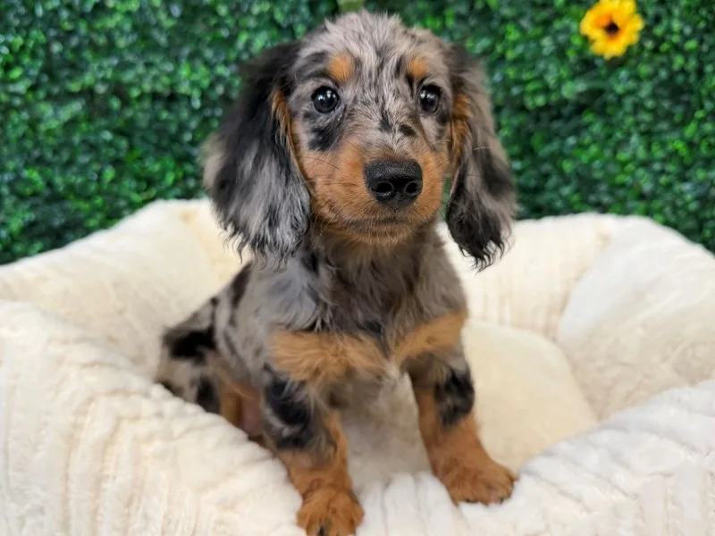 Mini Dachshund Puppy, Female, Blue Merle, #958 – photo 2