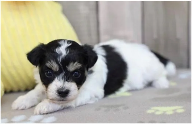 Teddy Bear Puppy, Male, Tri Color, #935