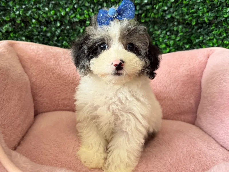 Toy Poodle Puppy, Female, Merle Parti, #2277