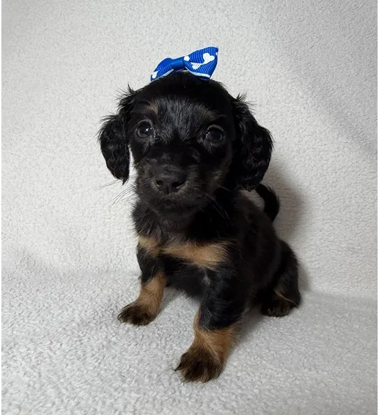 Mini Dachshund Puppy, Female, Longhair- Black and Tan, #992