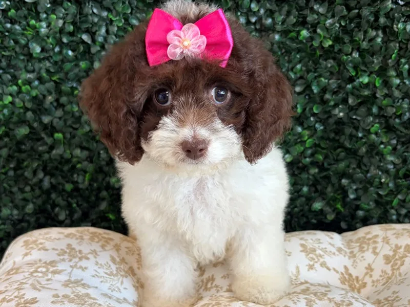 Cockapoo Puppy, Female, Chocolate Parti, #940