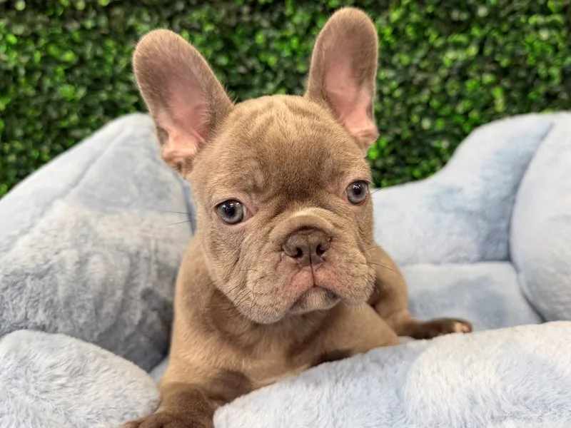French Bulldog Puppy, Male, #2259 – photo 3