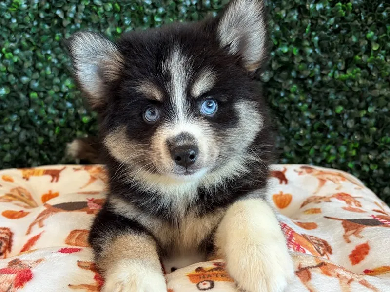 Pomsky Puppy, Male, #983 – photo 2