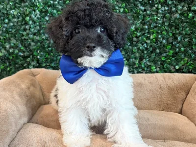 Poodle puppy available at Wags About You