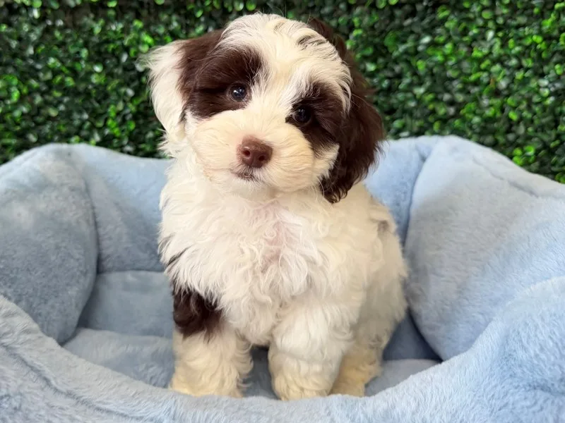 Cockapoo Puppy, Male, #941 – photo 2