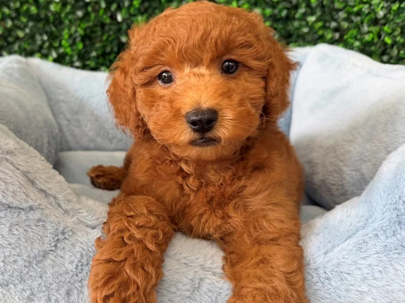 Mini Goldendoodle Puppy, Male, Red, #2292 – photo 2