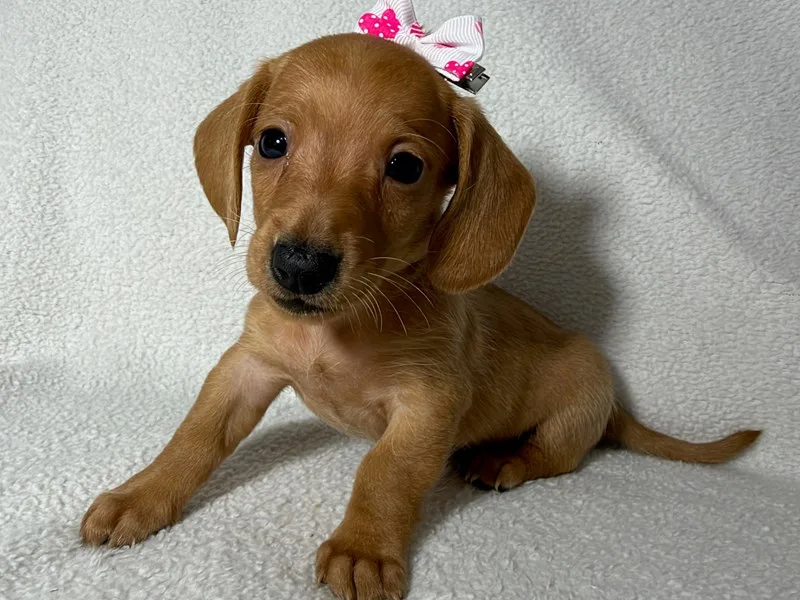 Mini Dachshund Puppy, Female, Shorthair- Tan, #994