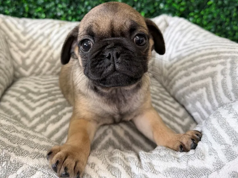 Pug Puppy, Female, Fawn, #967 – photo 3