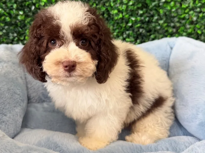 Cockapoo Puppy, Male, #2244 – photo 2