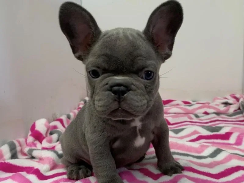 French Bulldog Puppy, Female, Blue, #948