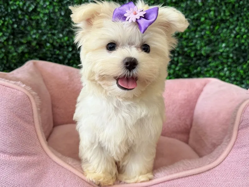 Maltese Puppy, Female, White, #2283