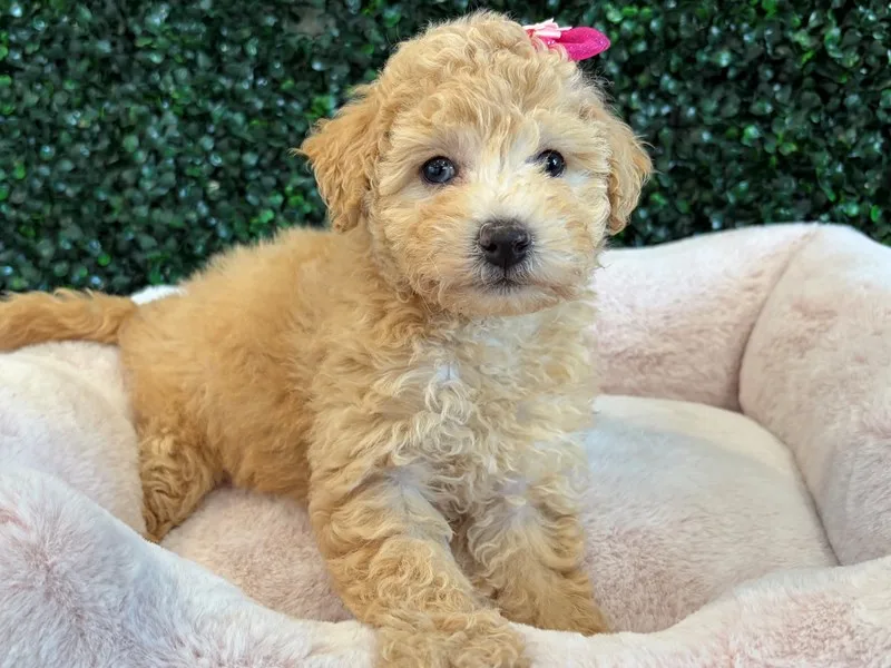 Maltipoo Puppy, Female, Apricot, #984
