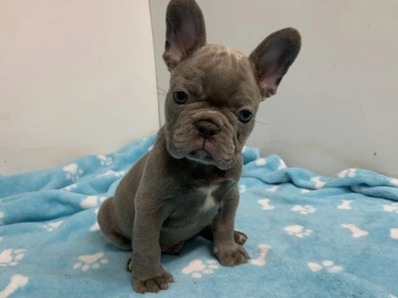 French Bulldog Puppy, Male, #2259