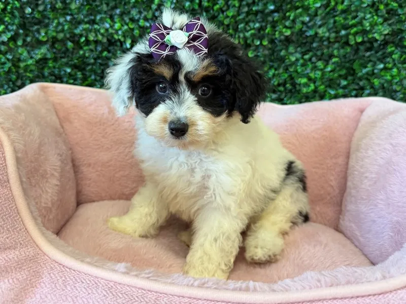 Mini Aussiepoo Puppy, Female, #2239