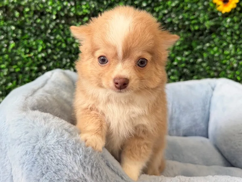 Chihuahua Puppy, Male, #950