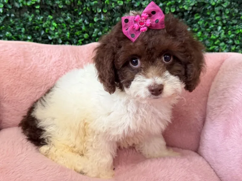Cockapoo Puppy, Female, #940