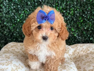 Miniature Poodle puppy available at Wags About You