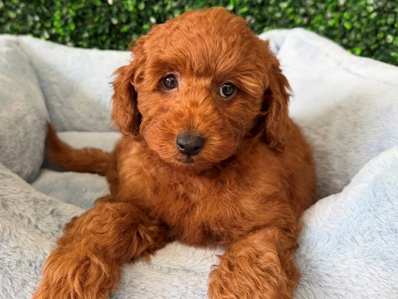 Mini Goldendoodle Puppy, Male, Red, #2291 – photo 3