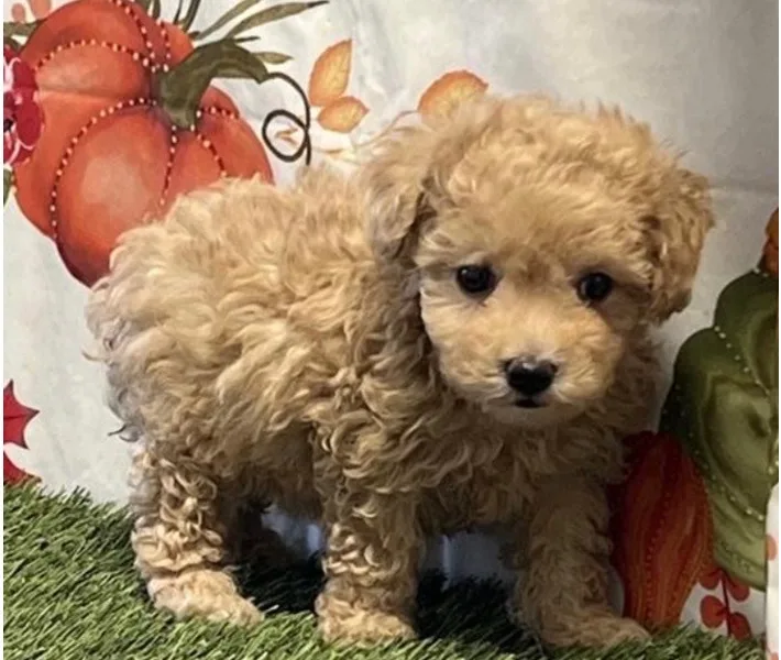 Poochon Puppy, Female, #961