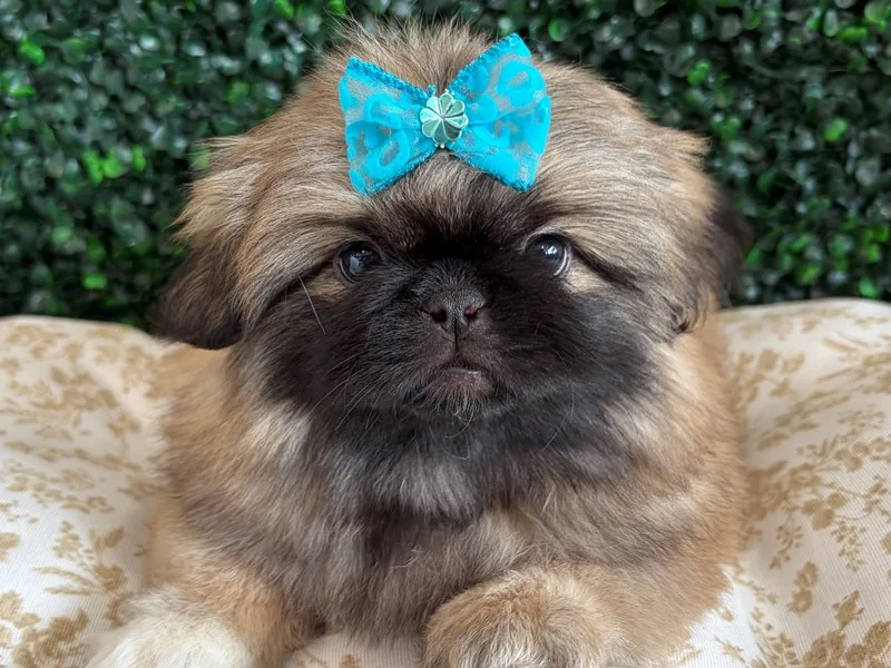 Pekingese Puppy, Female, Brown & Black, #949 – photo 2
