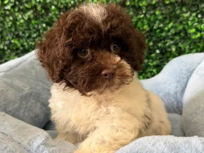Cock-A-Poo puppy available at Wags About You