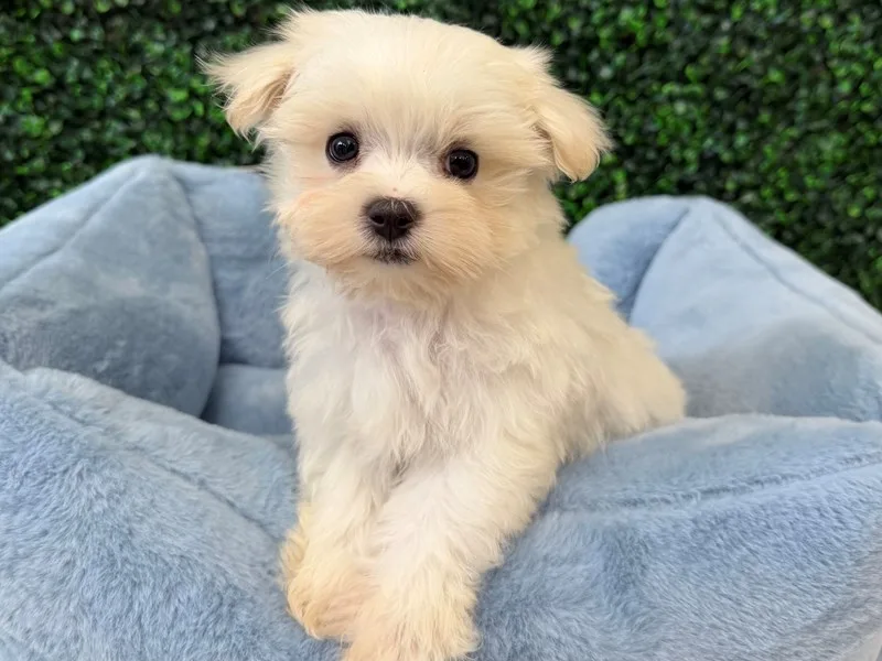 Maltese Puppy, Male, #2261 – photo 2