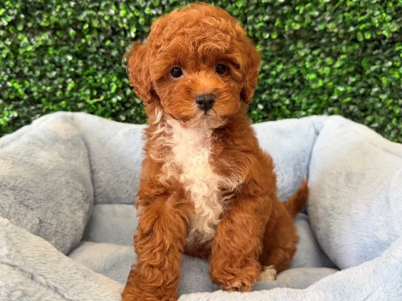 Cavapoo Puppy, Male, #2248