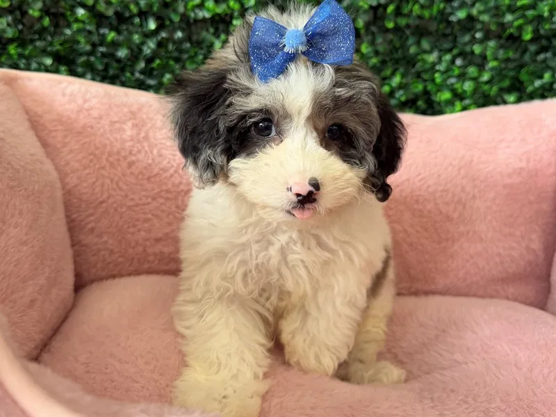 Toy Poodle Puppy, Female, Merle Parti, #2277 – photo 2